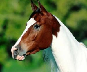 Puzzle Chef du jeune cheval, vue de côté