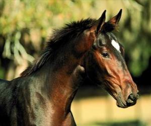 Puzzle Chef, le cheval pur-sang, vue de côté