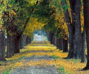 Puzzle Chemin entre les arbres