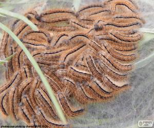 Puzzle Chenille processionnaire du pin