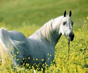 Puzzle Cheval arabe, le blanc sur le champ