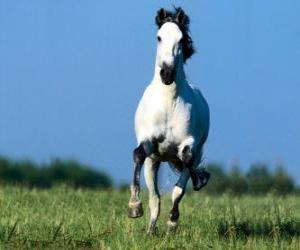 Puzzle Cheval au galope