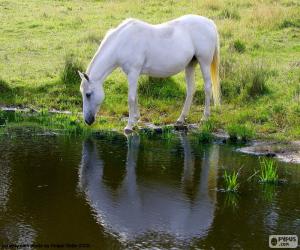 Puzzle Cheval blanc boit