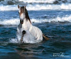 Puzzle Cheval blanc dans la mer