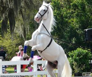 Puzzle Cheval blanc élevé