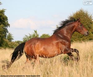 Puzzle Cheval brun courant