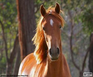 Puzzle Cheval brun de l’avant