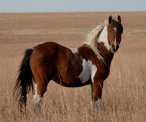 Puzzle Cheval de peau tachetée