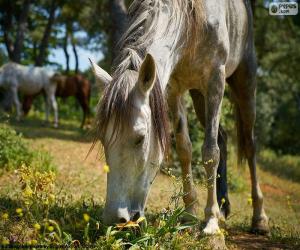 Puzzle Cheval de pâturage