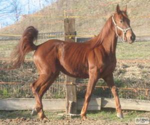 Puzzle Cheval du Ventasso originaire de Italie