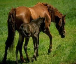 Puzzle Cheval et poulai