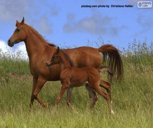 Puzzle Cheval et poulain au trot