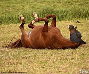 Puzzle Cheval  se vautrer