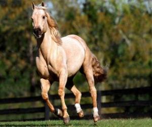 Puzzle Cheval trot
