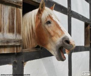 Puzzle Cheval à l'écurie