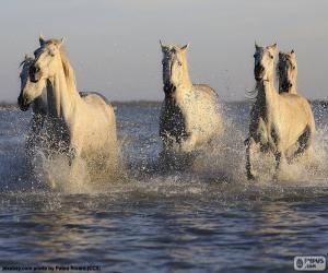 Puzzle Chevaux dans l’eau