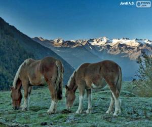 Puzzle Chevaux paissant