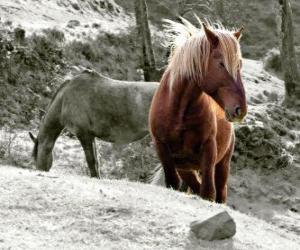 Puzzle Chevaux à le pâturage dans le domaine