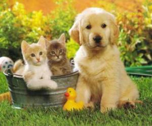 Puzzle Chien avec deux chatons