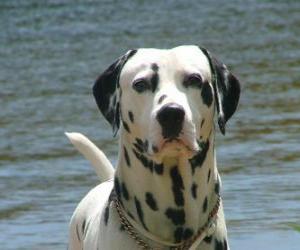 Puzzle Chien dalmatien avec sa peau couverte de taches