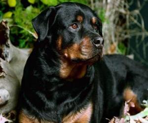 Puzzle Chien de garde Rottweiler