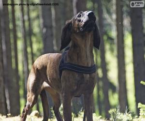 Puzzle Chien de recherche au sang de Hanovre