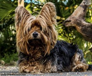 Puzzle Chien Terrier