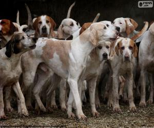 Puzzle Chiens de chasse