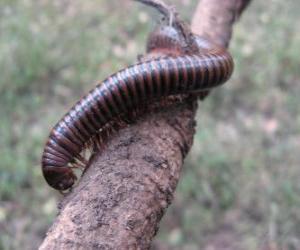 Puzzle Chilopoda populairement connu comme les mille-pattes, chilopodes ou centipèdes 