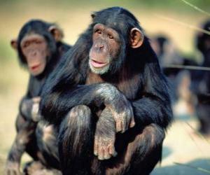 Puzzle Chimpanzé assis sur le sol