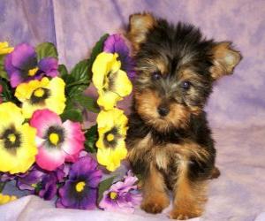 Puzzle Chiot Australian Silky Terrier