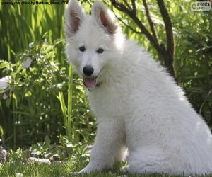 Puzzle Chiot berger blanc suisse