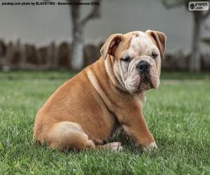 Puzzle Chiot bulldog anglais