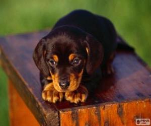 Puzzle Chiot Coonhound Bronze et noir