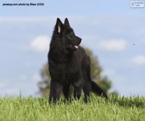 Puzzle Chiot de berger belge groenendael