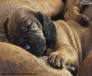 Puzzle Chiot de chien de rouge du Hanovre