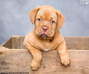 Puzzle Chiot de Dogue de Bordeaux