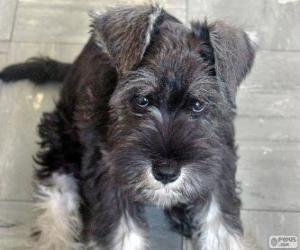 Puzzle Chiot de Schnauzer moyen