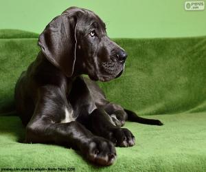 Puzzle Chiot Dogue Allemand