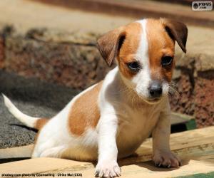 Puzzle Chiot Jack Russell Terrier