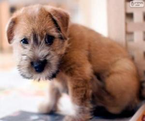 Puzzle Chiot Norwich Terrier