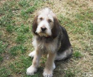 Puzzle Chiot Otterhound