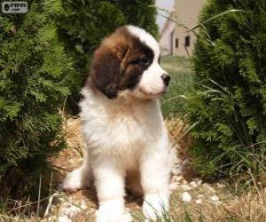 Puzzle Chiot Saint-Bernard