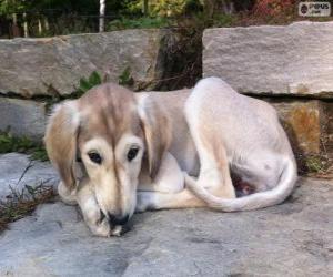 Puzzle Chiot Saluki