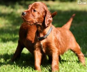 Puzzle Chiot Setter Irlandais