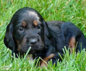 Puzzle Chiot Setter écossais ou Setter Gordon