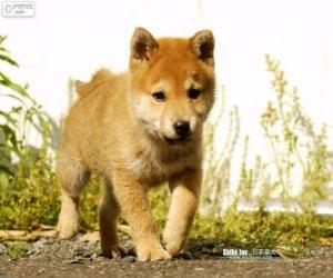 Puzzle Chiot Shiba Inu