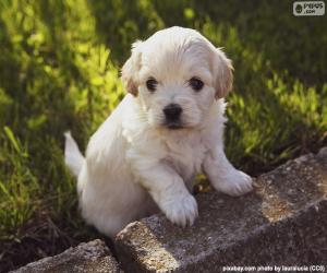 Puzzle Chiot Shih-poo