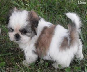 Puzzle Chiot Shih Tzu