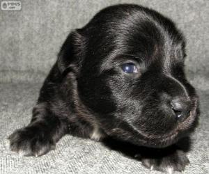 Puzzle Chiot Skye terrier